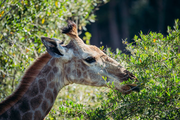 Giraffe eating leaves from thorn tree in africa