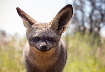 Close up of bat eared fox gazing. 