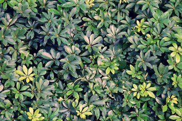 green leaf pattern background texture