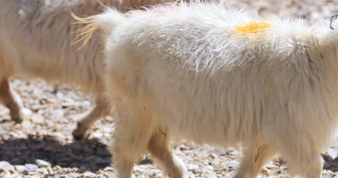 Cashmere pashmina wool goats in HImalayas