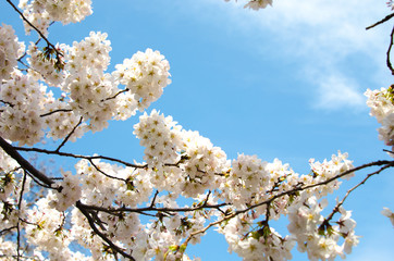 Obraz premium 青空と満開の桜