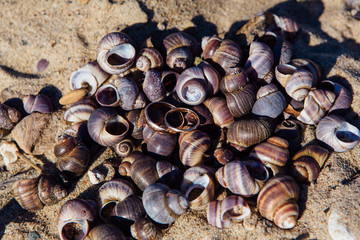 Two wedding rings on the sea snails shells background