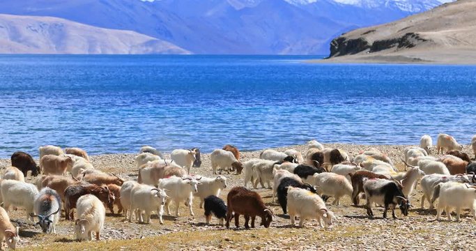 Pashmina wool goats graze by lake side in rural Ladakh, India