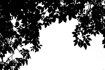 beautiful silhouette leaf tree © sema_srinouljan