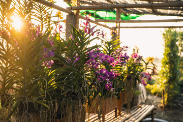 The Red Rattan Orchids are blooming in the Orchid Farm in morning light. Orchid growing in the garden in the country.