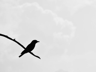 silhouette of bird on tree branch isolated on pale white background