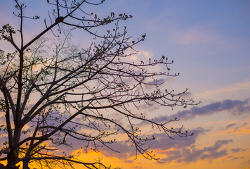 The silhouette of the tree and the backdrop of the colorful sky