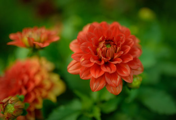 Red dahlia in the garden. Selective focus with shallow depth of field.