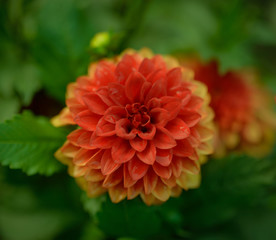 Red dahlia in the garden. Selective focus with shallow depth of field.