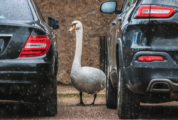Schwan zwischen zwei Autos © Micha Trillhaase