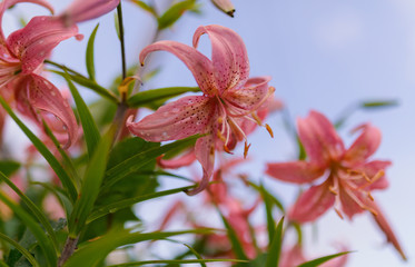 Tiger lily (Lilium lancifolium). Selective focus.