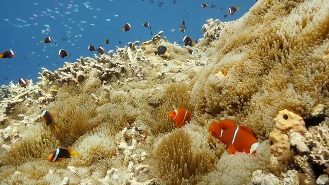 Clownfish and anemone in Indonesia