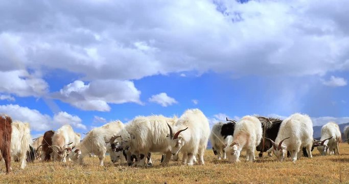 Cashmere pashmina goats livestock on Himalayas highland pasture under warm sun light graze near Korzok village in Ladakh, Jammu and Kashmir region, northern India