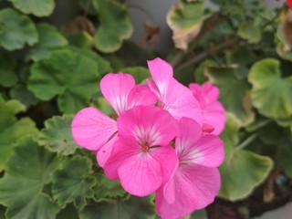 my best flowers and roses pictures