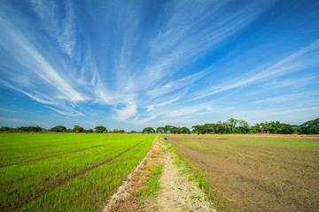 Fototapeta na wymiar Beautiful green cornfield with fluffy clouds sky background.