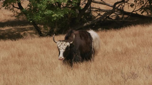 Yak walking in grass at wildlife park
