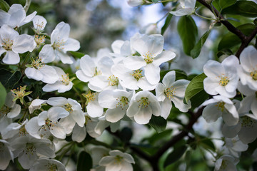 Beautiful white flowers of an apple tree in green foliage, against a blue sky. Close-up.
