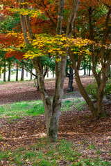 Autumn colored leaves on a tree