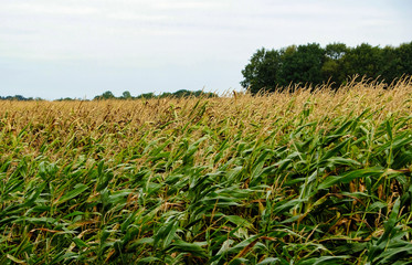 Dutch nature water trees sunset