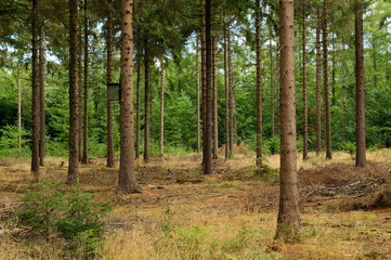 Obraz premium Dutch nature water trees sunset