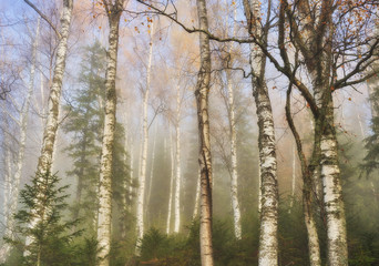 Fototapeta premium autumn forest. foggy morning in the fairy forest. Carpathian forest