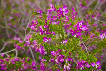Obraz premium polygala myrtifolia kwiaty
