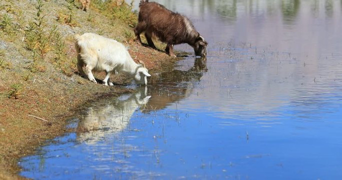 Cashmere pashmina goats on mountain lake of Ladakh in northern India
