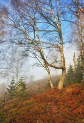 Fototapeta premium autumn forest. foggy morning in the fairy forest. Carpathian forest