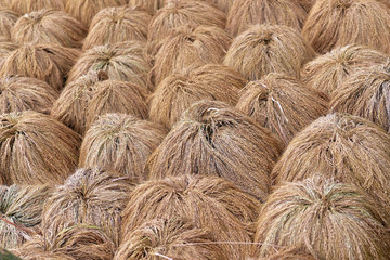 Rice crop lying in bundles in the field after being harvested  drying in sun, Jatiluwih Rice Terraces in Bali, Indonesia