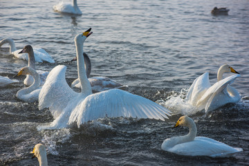 Fighting white whooping swans swimming in the nonfreezing winter lake. The place of wintering of swans, Altay, Siberia, Russia. © olinchuk