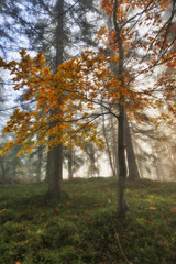 autumn forest. foggy morning in the fairy forest. Carpathian forest