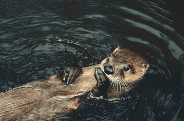 otter on water