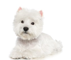West highland white terrier Dog  Isolated  on White Background in studio