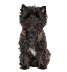 Cairn terrier dog on Isolated white Background in studio