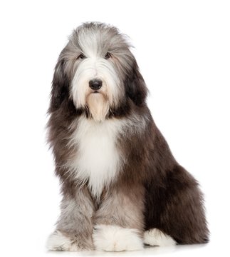 Bearded collie dog on Isolated white Background in studio