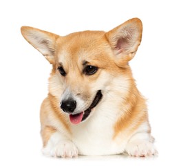 Welsh Corgi Pembroke Dog  Isolated  on White Background in studio