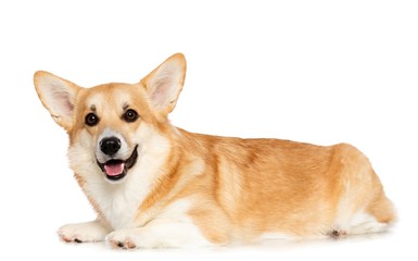 Welsh Corgi Pembroke Dog  Isolated  on White Background in studio