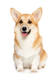 Welsh Corgi Pembroke Dog  Isolated  on White Background in studio