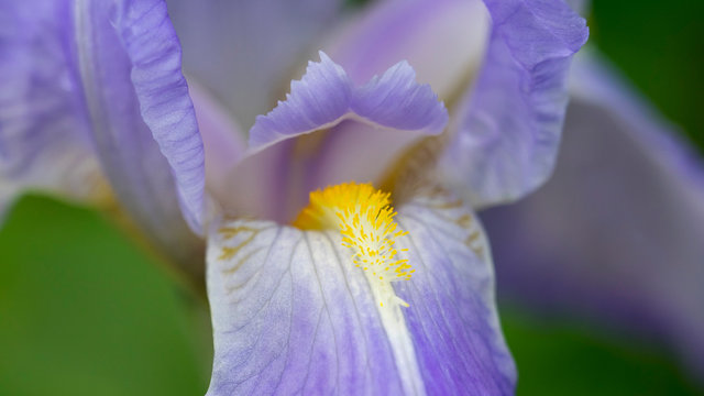 Iris barbata - Gros plan sur pétales et barbe d'Iris barbus ou iris de jardins bleu clair.