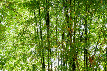 Fototapeta premium background texture green bamboo tree