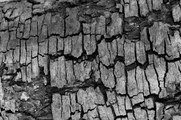 Tree bark wood texture abstract background