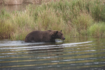brown bear in river