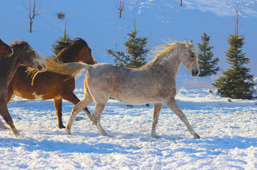 white thoroughbred arab mare with friends running at a gallop