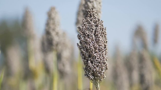 Millet in the field, close-up photography
