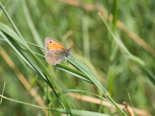 The small heath ( Coenonympha pamphilus ) butterfly sitting on a green blade of grass