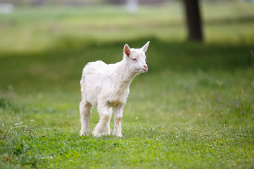Small white goat kid grazing on green meadow