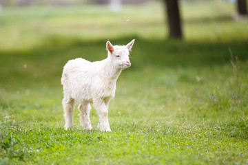 Small white goat kid grazing on green meadow