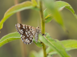 Latticed heath ( Chiasmia clathrata ) female moth sitting on a plant