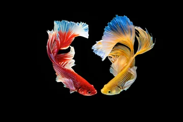 Poster Het ontroerende moment mooi van rode en gele siamese betta vis of halve maan splendens vechten vis in thailand op zwarte achtergrond. Thailand noemde Pla-kad of dumbo big ear fish. © Soonthorn
