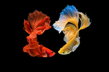 Fototapeta na wymiar The moving moment beautiful of red and yellow siamese betta fish or half moon splendens fighting fish in thailand on black background. Thailand called Pla-kad or dumbo big ear fish.